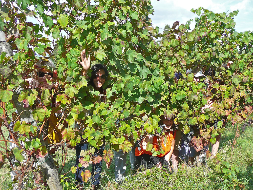 Stemless wine glass - Angela Personal Tuscan Tour