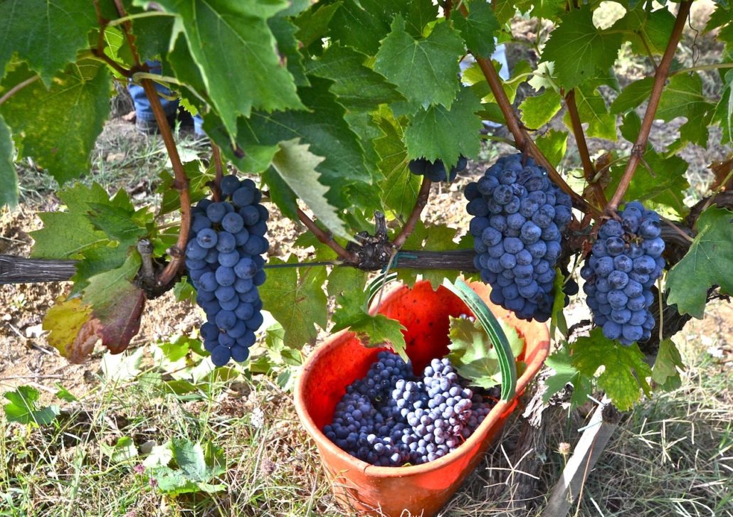 Italy red wine harvest wine grapes on the road! Wine Tours