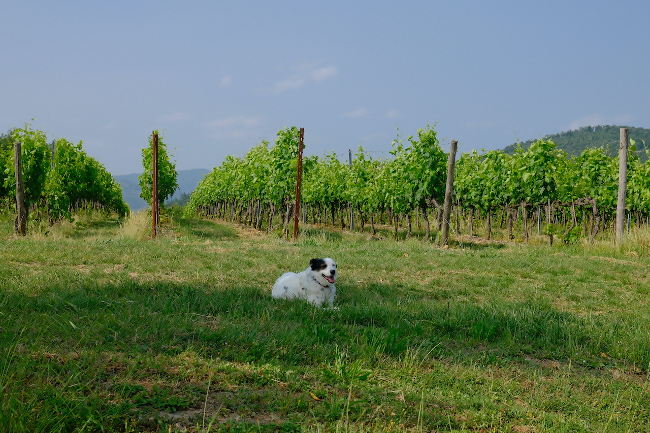 Organic-vineyard-in-Chianti-Tuscany
