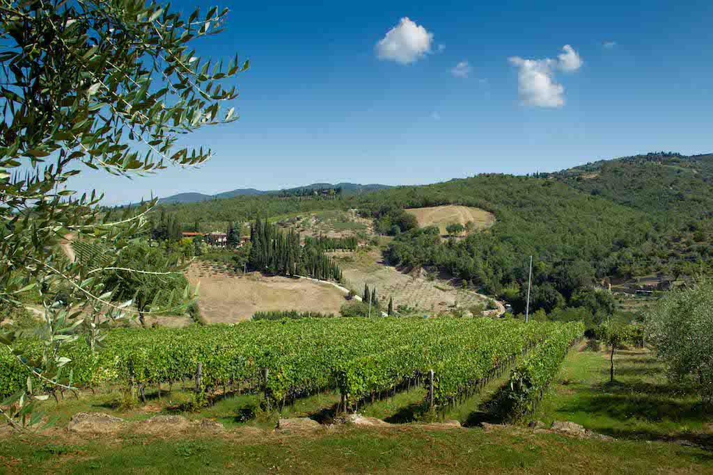 vineyard in Tuscany