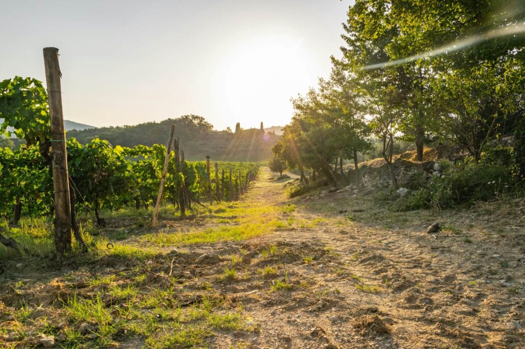 tuscany vineyard