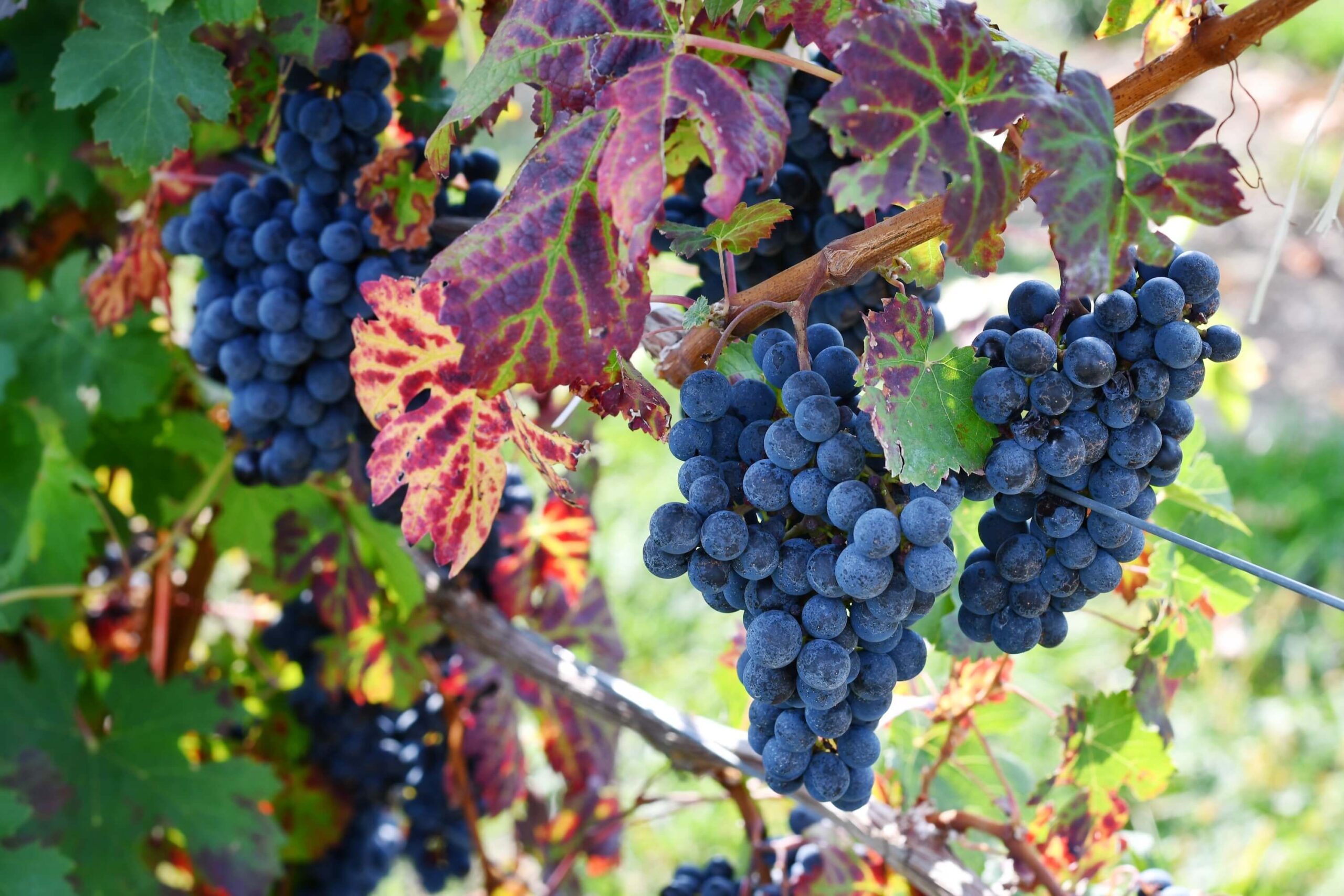 tuscany wine tour