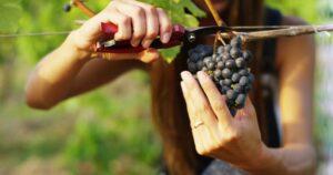 Grape harvesting by hand