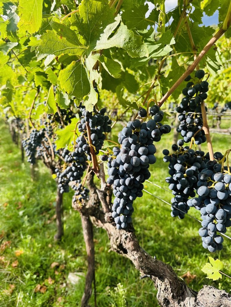Tuscan Sangiovese grapes