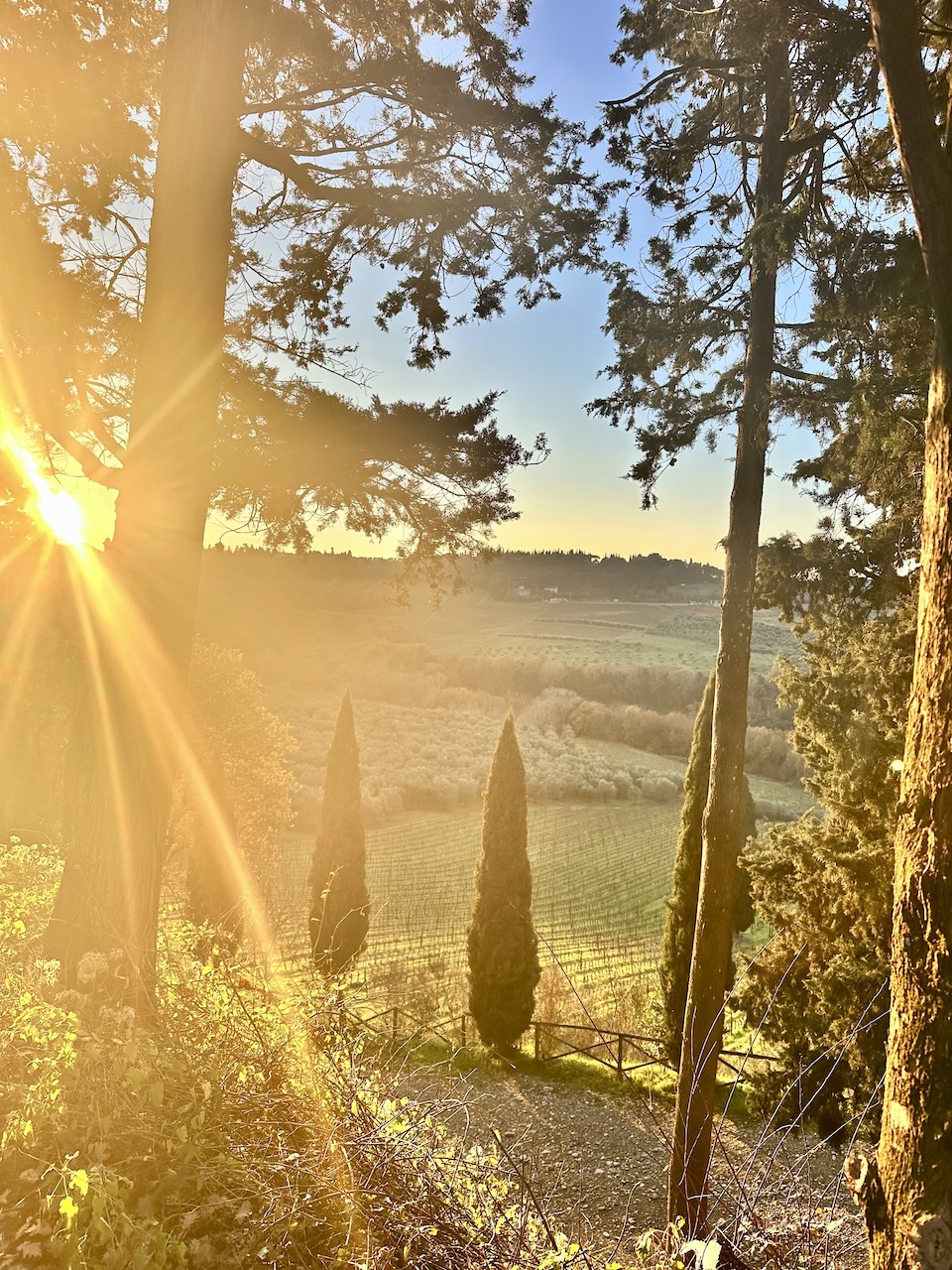 chianti vineyard at the sunset