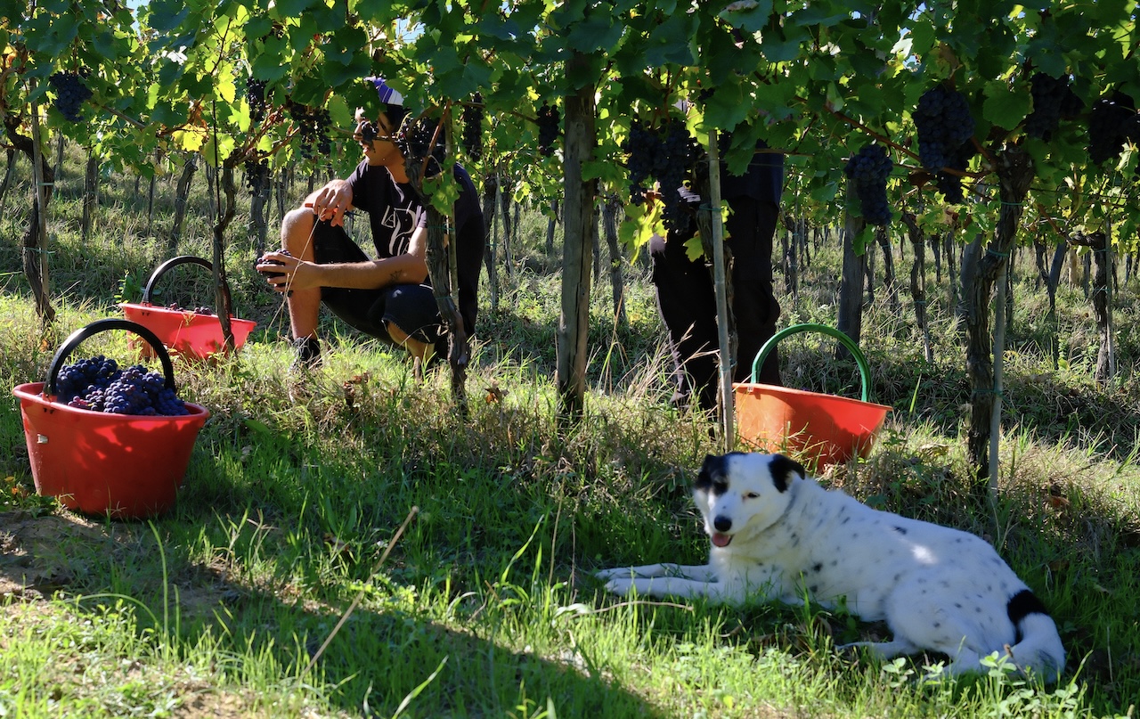 hand harvest chianti vineyard